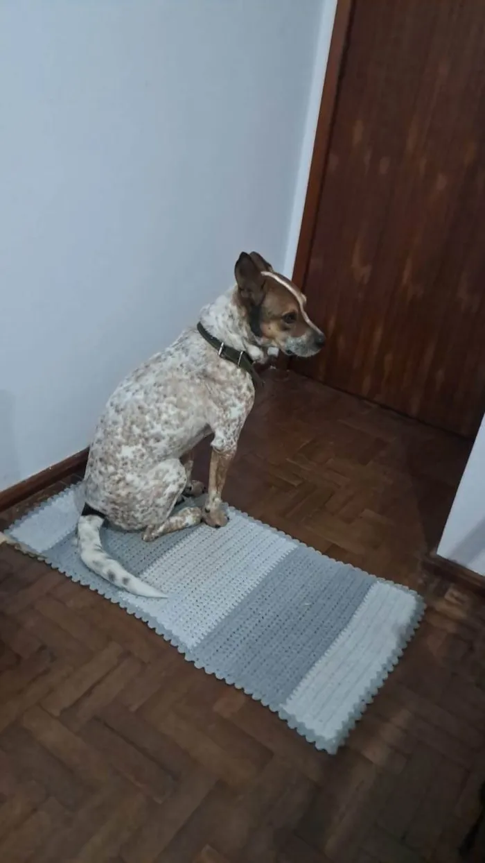 Cachorro ra a SRD-ViraLata idade 4 anos nome Liebe