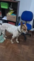 Cachorro ra a SRD-ViraLata idade 4 anos nome Liebe