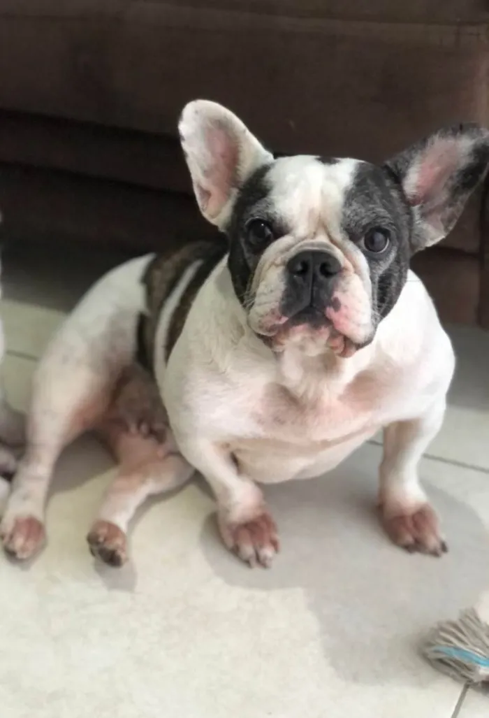 Cachorro ra a Bulldog idade 6 ou mais anos nome Diana