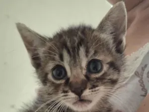 Gato raça SRD-ViraLata idade 2 a 6 meses nome GATINHOS PARA ADOÇÃO NO BAIRRO NEVA EM CASCAVEL!