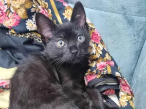 Gato raça SRD-ViraLata idade Abaixo de 2 meses nome Amora