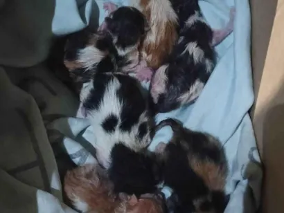 Gato raça SRD-ViraLata idade Abaixo de 2 meses nome Karoline do Nascimento Bezerra