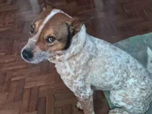Cachorro raça SRD-ViraLata idade 4 anos nome Liebe