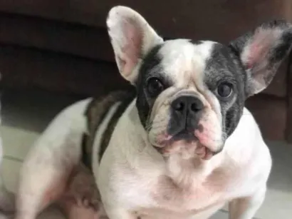 Cachorro raça Bulldog idade 6 ou mais anos nome Diana