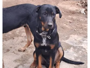 Cachorro raça SRD-ViraLata idade 7 a 11 meses nome Thor 