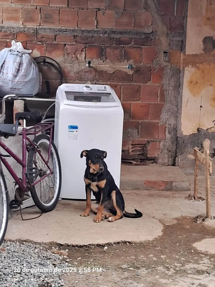Cachorro ra a SRD-ViraLata idade 7 a 11 meses nome Mavi