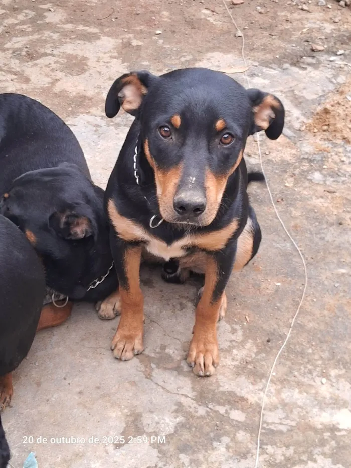 Cachorro ra a SRD-ViraLata idade 7 a 11 meses nome Mavi