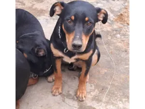 Cachorro raça SRD-ViraLata idade 7 a 11 meses nome Mavi