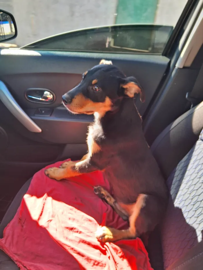 Cachorro ra a SRD-ViraLata idade 7 a 11 meses nome Mavi