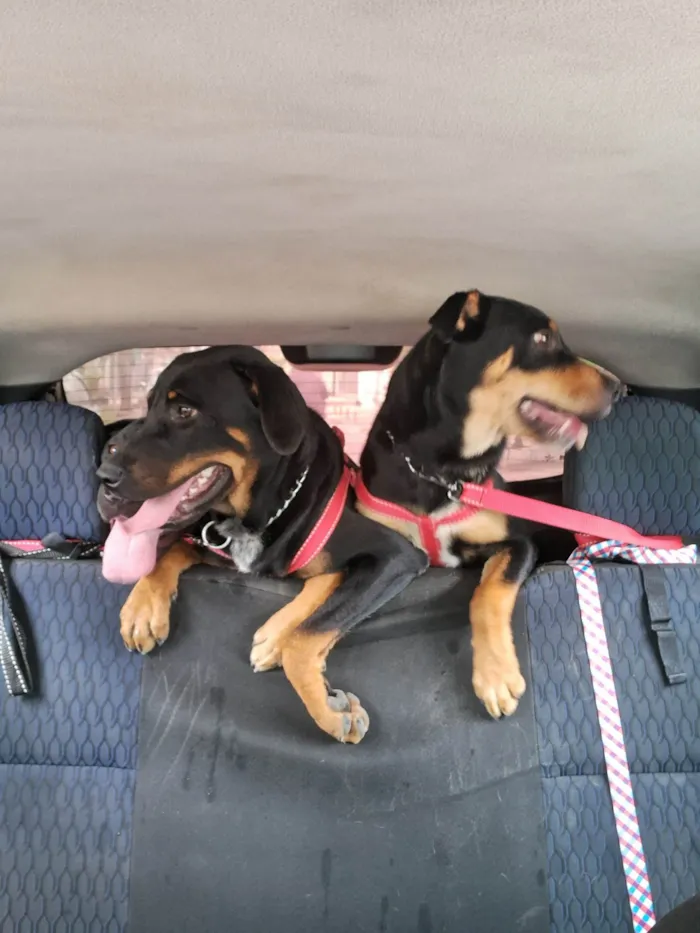 Cachorro ra a SRD-ViraLata idade 7 a 11 meses nome Thor 