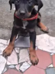 Cachorro ra a SRD-ViraLata idade 7 a 11 meses nome Thor 