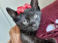 Gato raça SRD-ViraLata idade Abaixo de 2 meses nome Amora