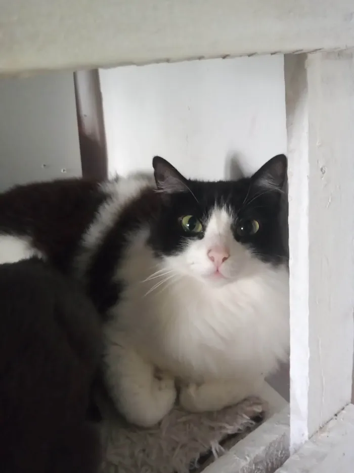 Gato ra a SRD-ViraLata idade 2 anos nome amora