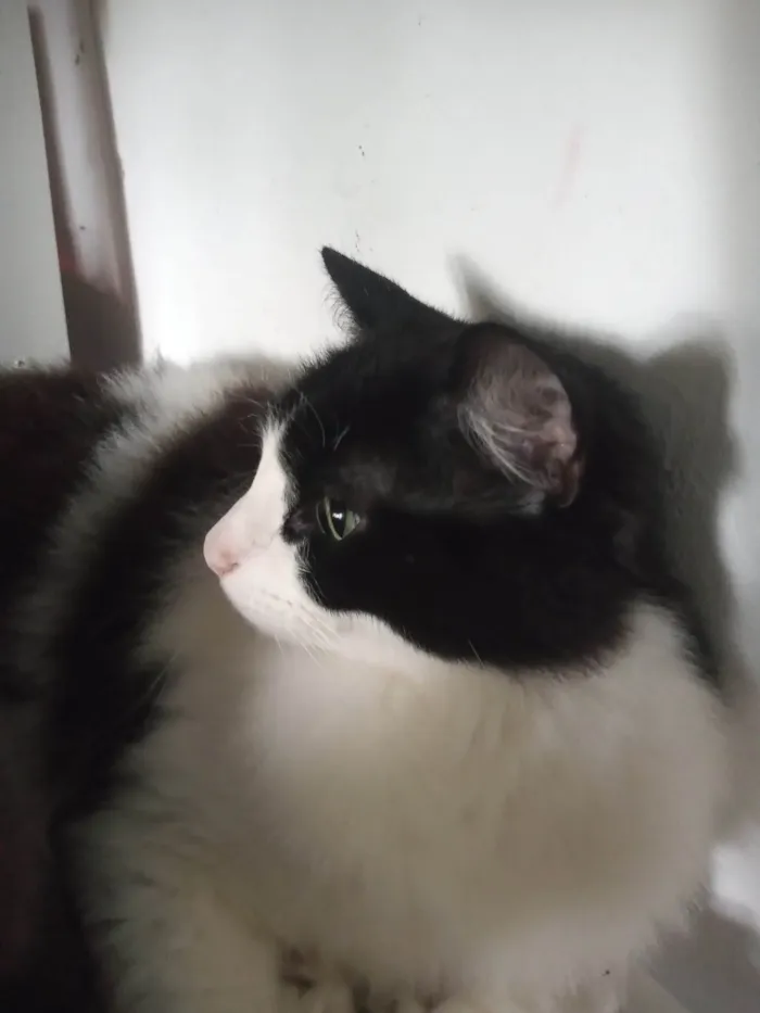 Gato ra a SRD-ViraLata idade 2 anos nome amora