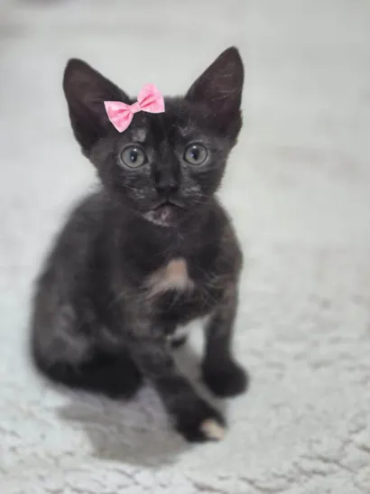 Gato ra a SRD-ViraLata idade Abaixo de 2 meses nome Aurora