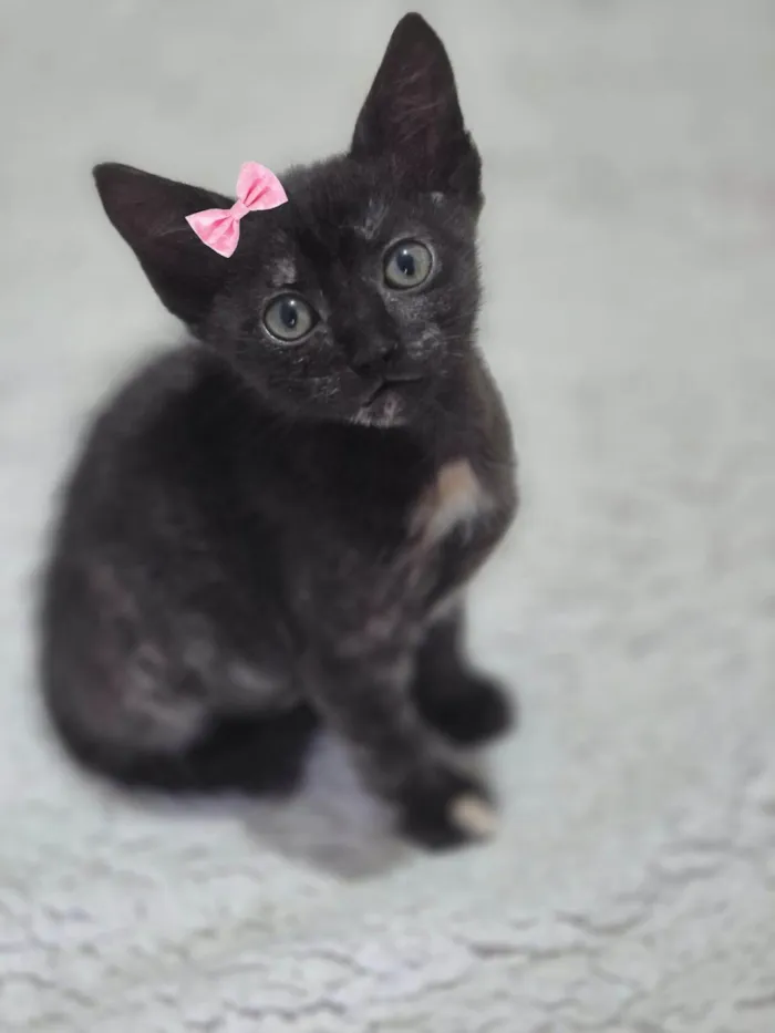 Gato ra a SRD-ViraLata idade Abaixo de 2 meses nome Aurora