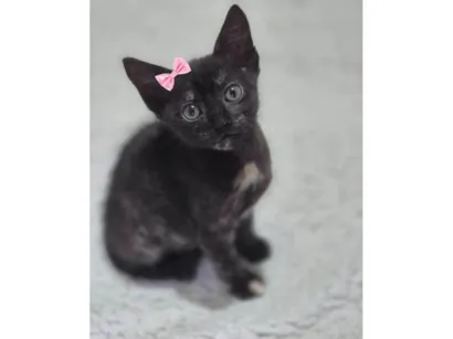 Gato raça SRD-ViraLata idade Abaixo de 2 meses nome Aurora