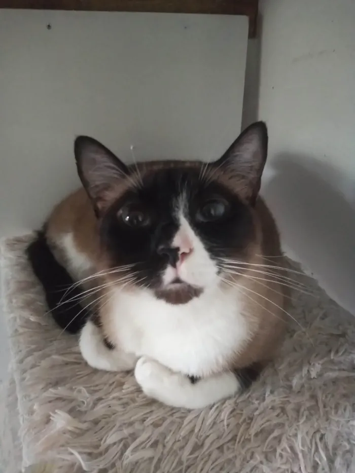 Gato ra a SRD-ViraLata idade 2 anos nome estrela