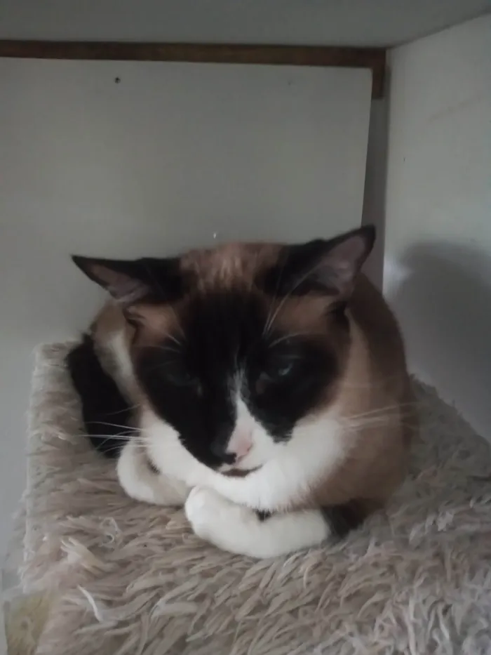 Gato ra a SRD-ViraLata idade 2 anos nome estrela