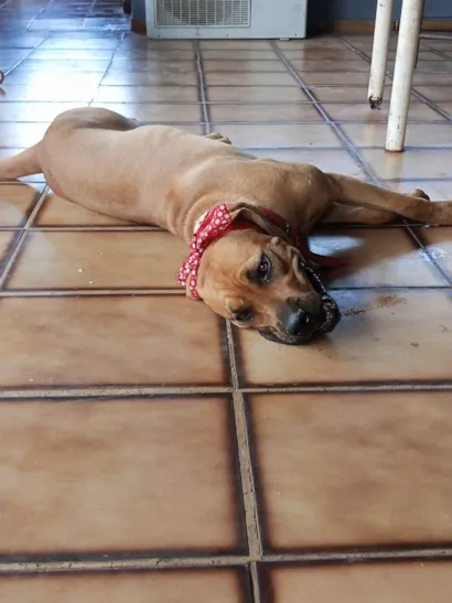 Cachorro ra a Fila idade 1 ano nome Pirigosa