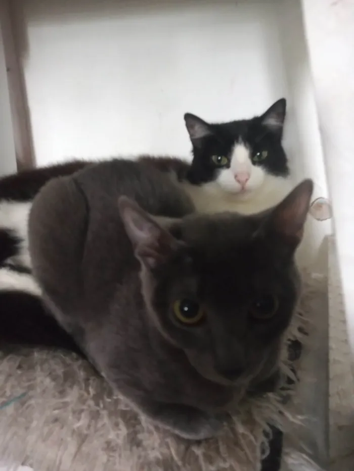 Gato ra a SRD-ViraLata idade 2 a 6 meses nome safira 