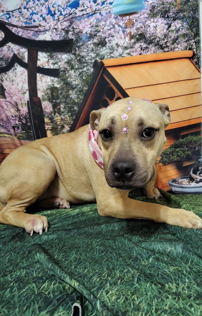 Cachorro ra a SRD-ViraLata idade 1 ano nome Stella 