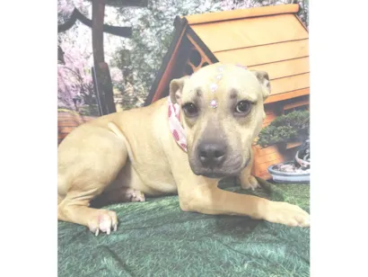 Cachorro raça SRD-ViraLata idade 1 ano nome Stella 