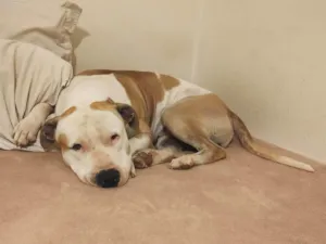 Cachorro ra a Pit-Bull idade 1 ano nome Dom