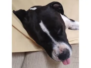 Cachorro raça Pit-Bull idade 2 anos nome Nego