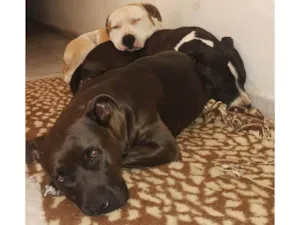 Cachorro raça Pit-Bull idade 4 anos nome Pandora