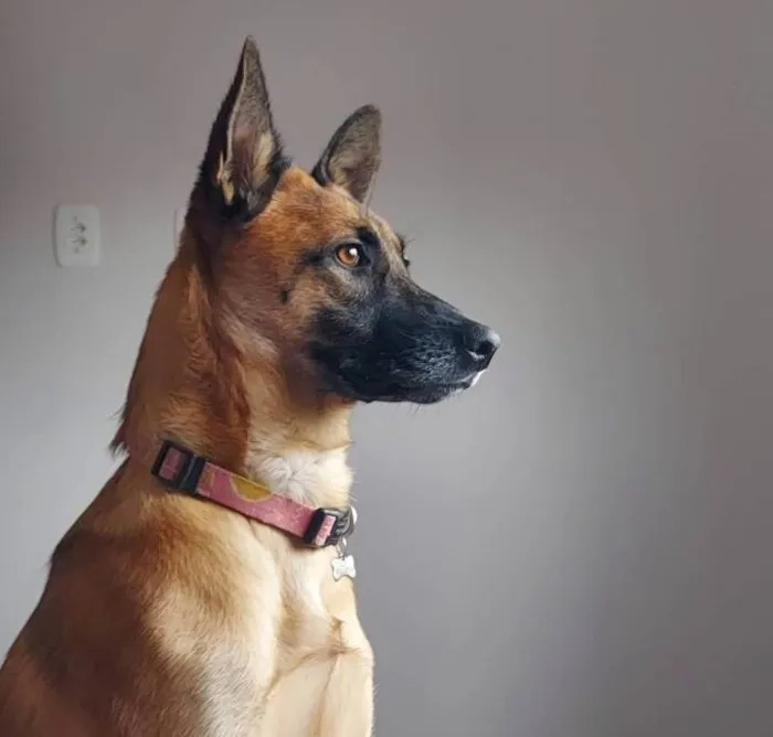 Cachorro ra a Pastor Alemão idade 4 anos nome Pitaya