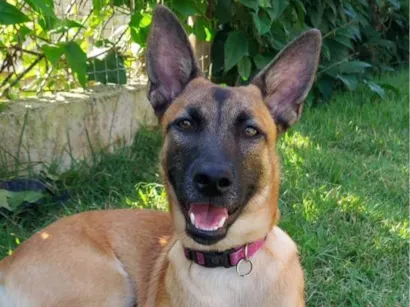 Cachorro raça Pastor Alemão idade 4 anos nome Pitaya