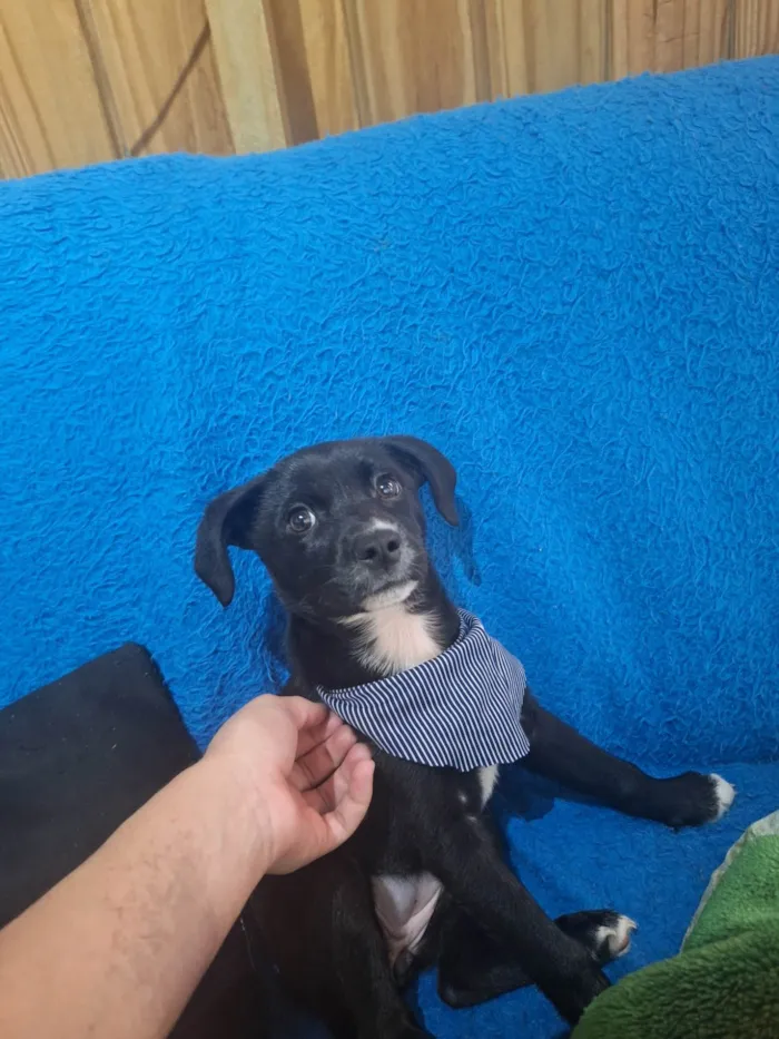 Cachorro ra a SRD-ViraLata idade 2 a 6 meses nome Vitória 