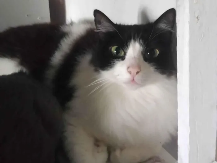 Gato ra a SRD-ViraLata idade 2 anos nome amora