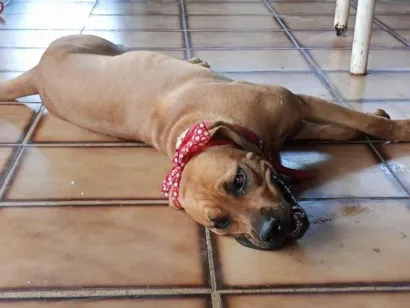 Cachorro raça Fila idade 1 ano nome Pirigosa