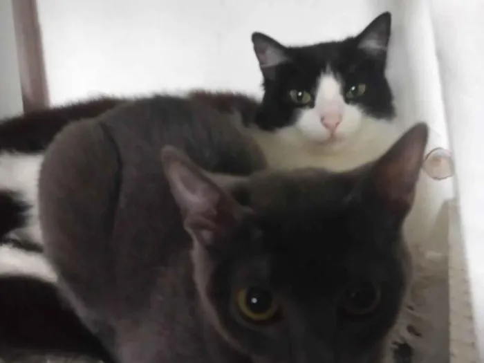 Gato ra a SRD-ViraLata idade 2 a 6 meses nome safira 