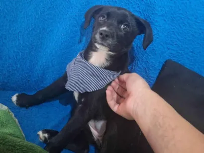 Cachorro raça SRD-ViraLata idade 2 a 6 meses nome Vitória 
