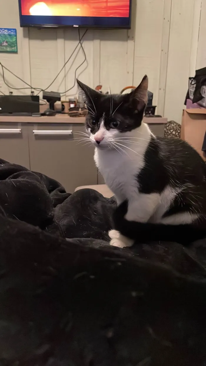 Gato ra a SRD-ViraLata idade Abaixo de 2 meses nome Três nenens