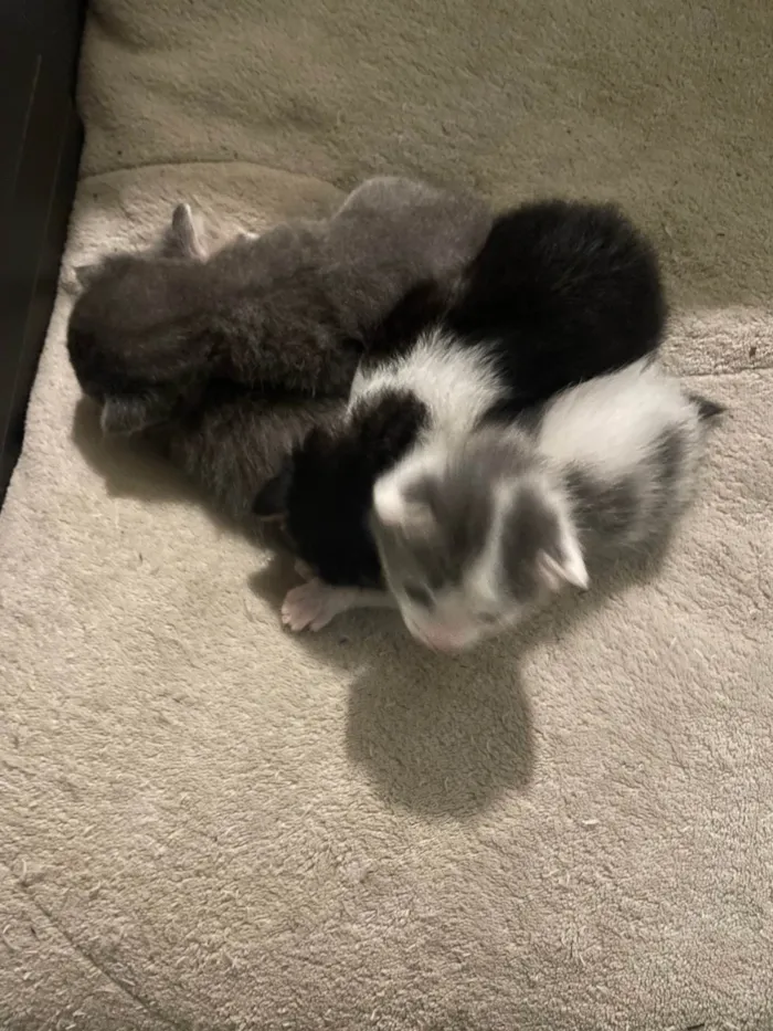 Gato ra a SRD-ViraLata idade Abaixo de 2 meses nome Três nenens