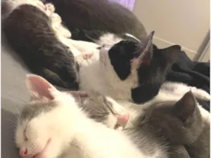 Gato raça SRD-ViraLata idade Abaixo de 2 meses nome Três nenens