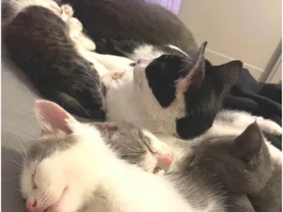 Gato raça SRD-ViraLata idade Abaixo de 2 meses nome Três nenens