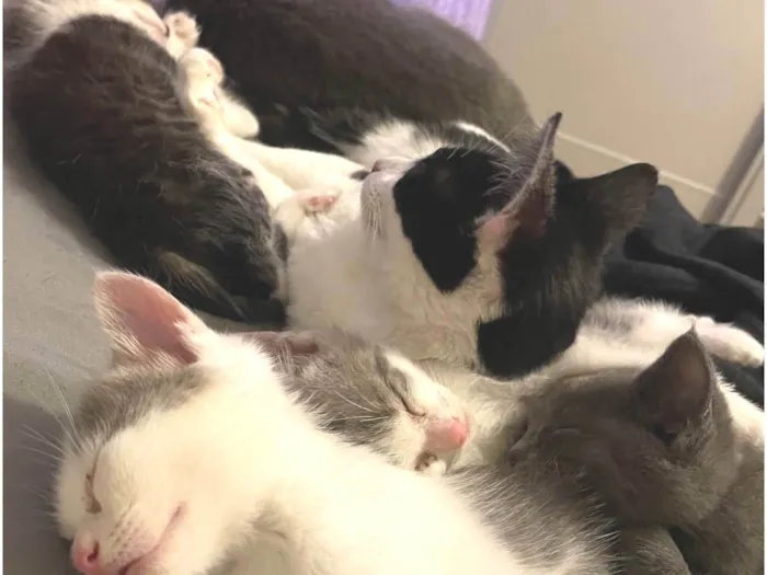 Gato ra a SRD-ViraLata idade Abaixo de 2 meses nome Três nenens