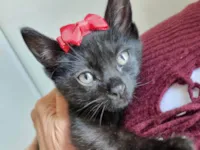 Gato raça SRD-ViraLata idade Abaixo de 2 meses nome Amora