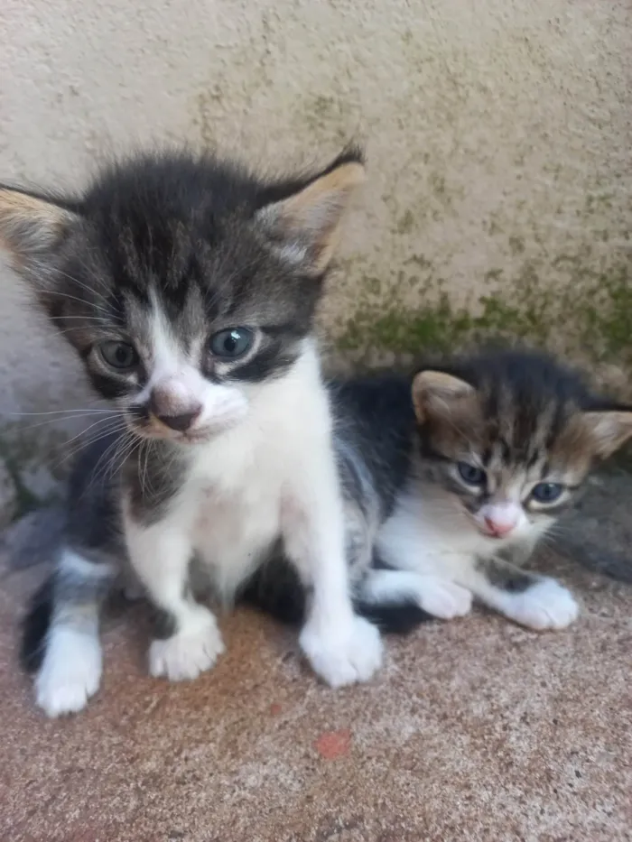 Gato ra a Exótico idade Abaixo de 2 meses nome Gatinhos 