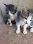 Gatinhos 