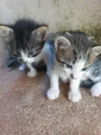 Gatinhos 