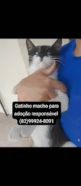 Gato ra a SRD-ViraLata idade 7 a 11 meses nome Sem nome 