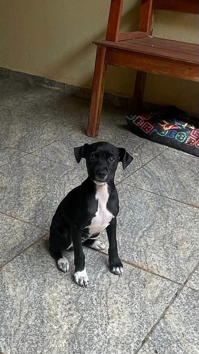 Cachorro ra a SRD-ViraLata idade 2 a 6 meses nome Scooby