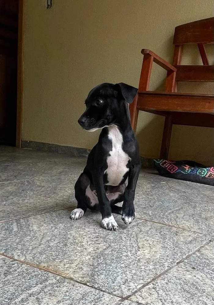 Cachorro ra a SRD-ViraLata idade 2 a 6 meses nome Scooby