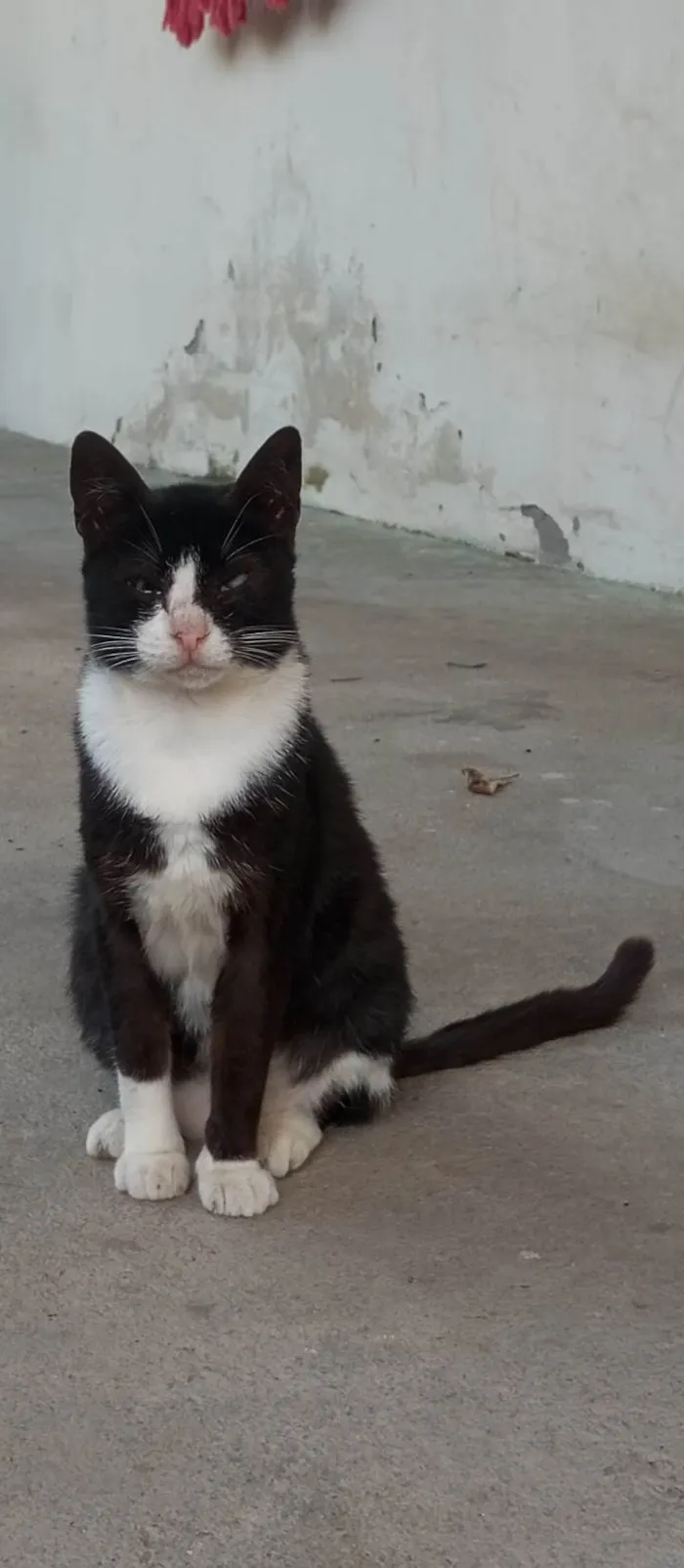 Gato ra a SRD-ViraLata idade 1 ano nome Sem nome 